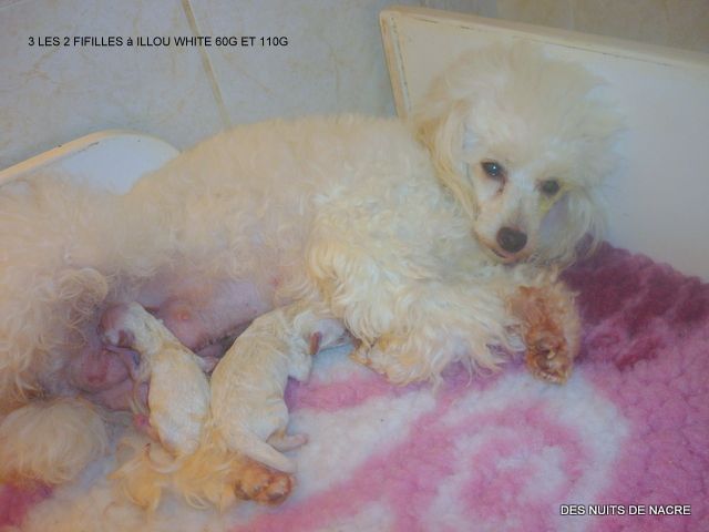 chiot Caniche des Nuits De Nacre