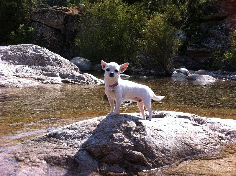 Publication : du domaine de la Seigneurie Auteur : Mlle Vizcaino