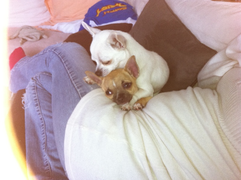 Publication : du domaine de la Seigneurie Auteur : Mlle Vizcaino