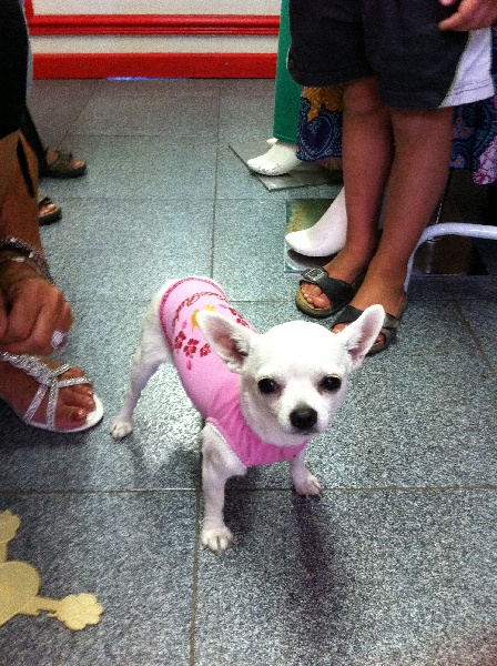 Publication : du domaine de la Seigneurie Auteur : Mlle Vizcaino