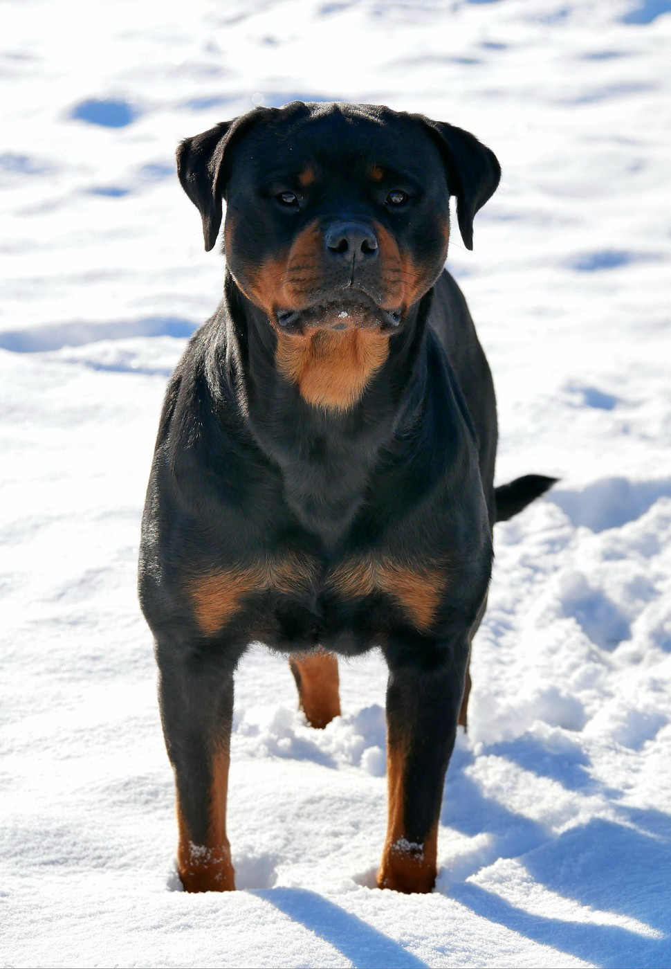 Tikki vom Krieger Schwarzen