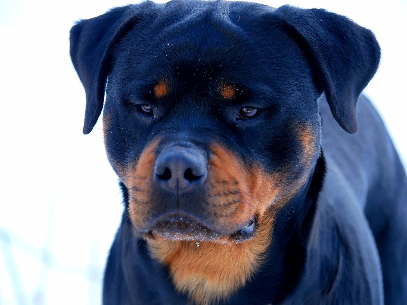 Tikki vom Krieger Schwarzen