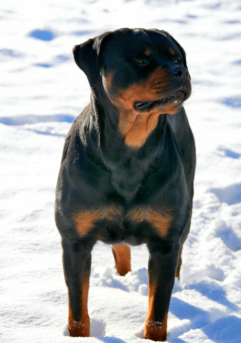 Tikki vom Krieger Schwarzen