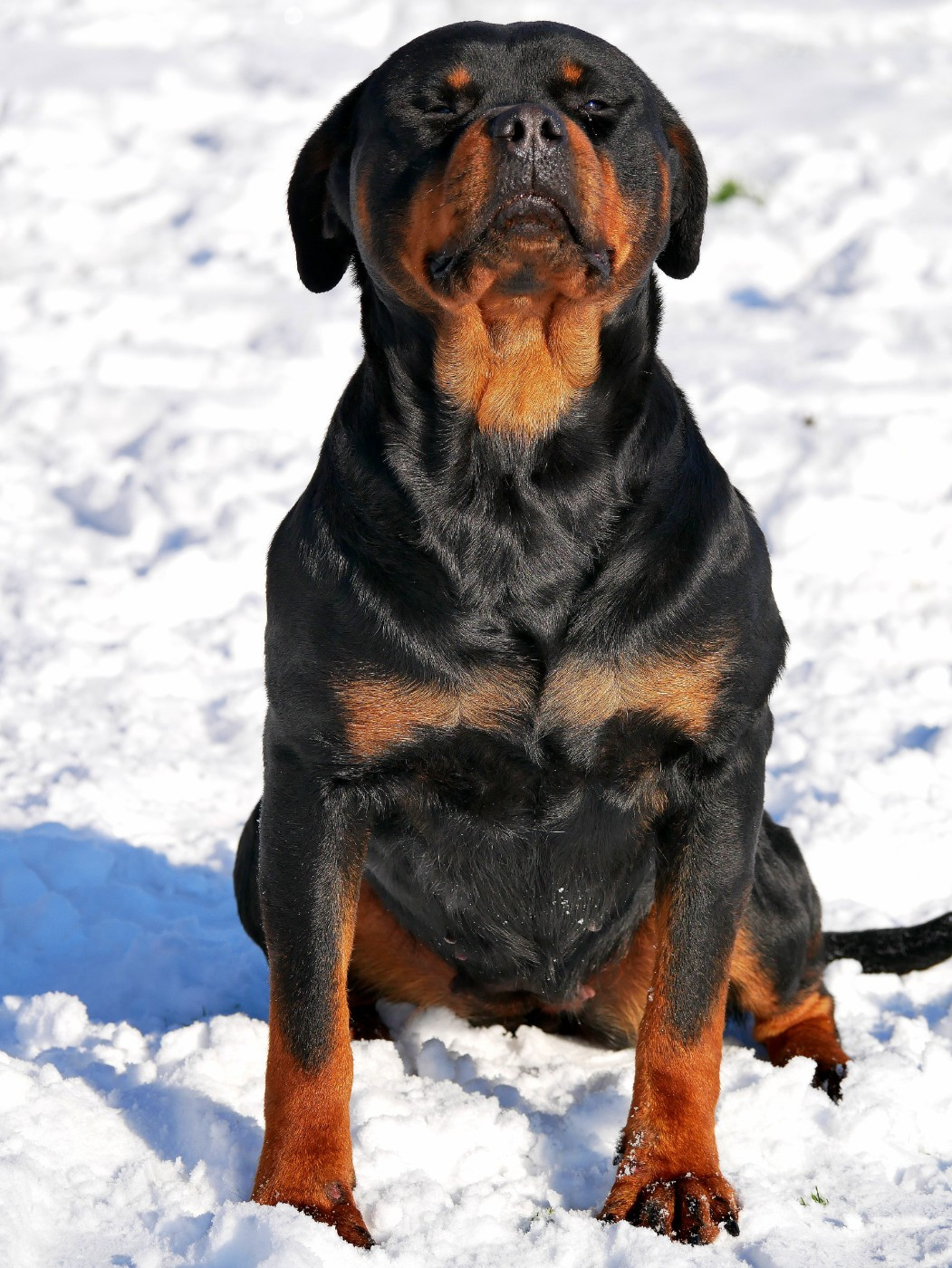 Tikki vom Krieger Schwarzen