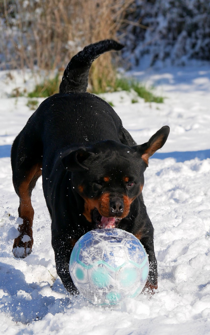 Tikki vom Krieger Schwarzen