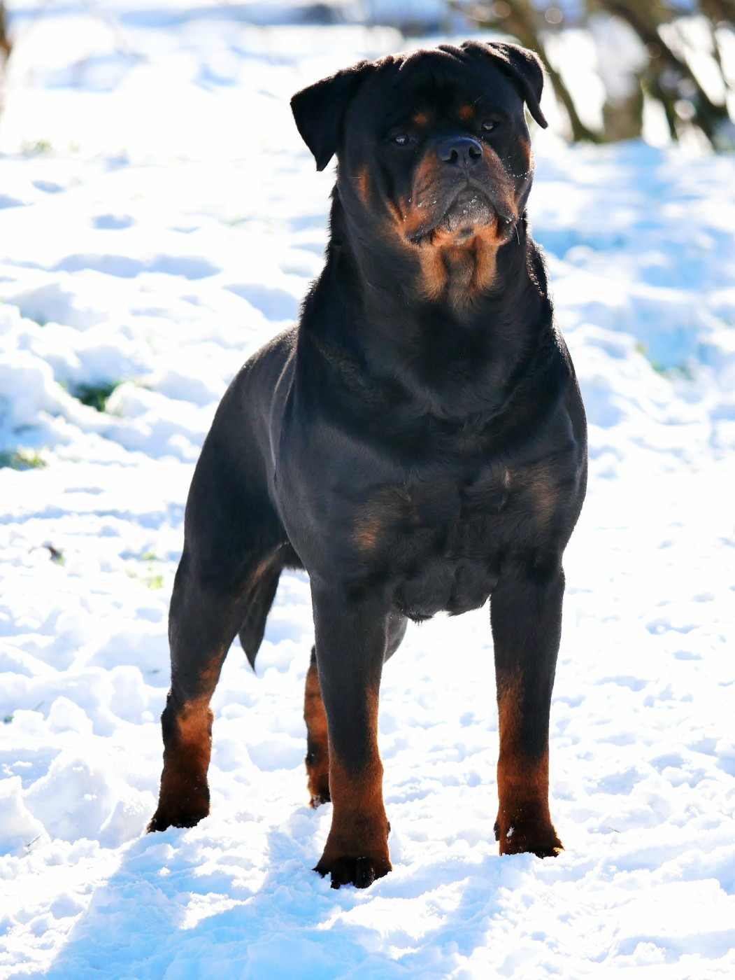 Ox vom Krieger Schwarzen