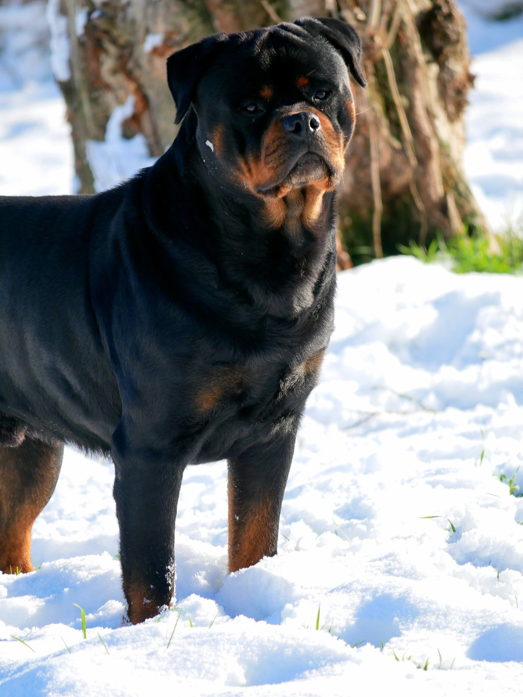 Ox vom Krieger Schwarzen