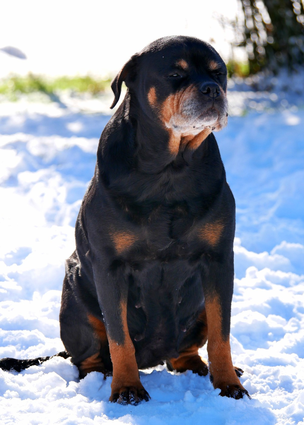 Jinseng Vom schloss maraness
