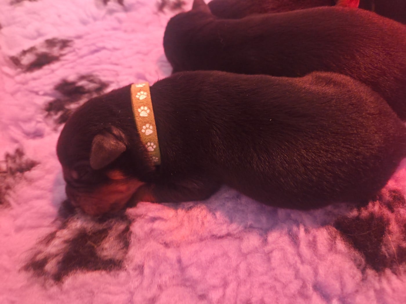 Rottweiler - vom Krieger Schwarzen