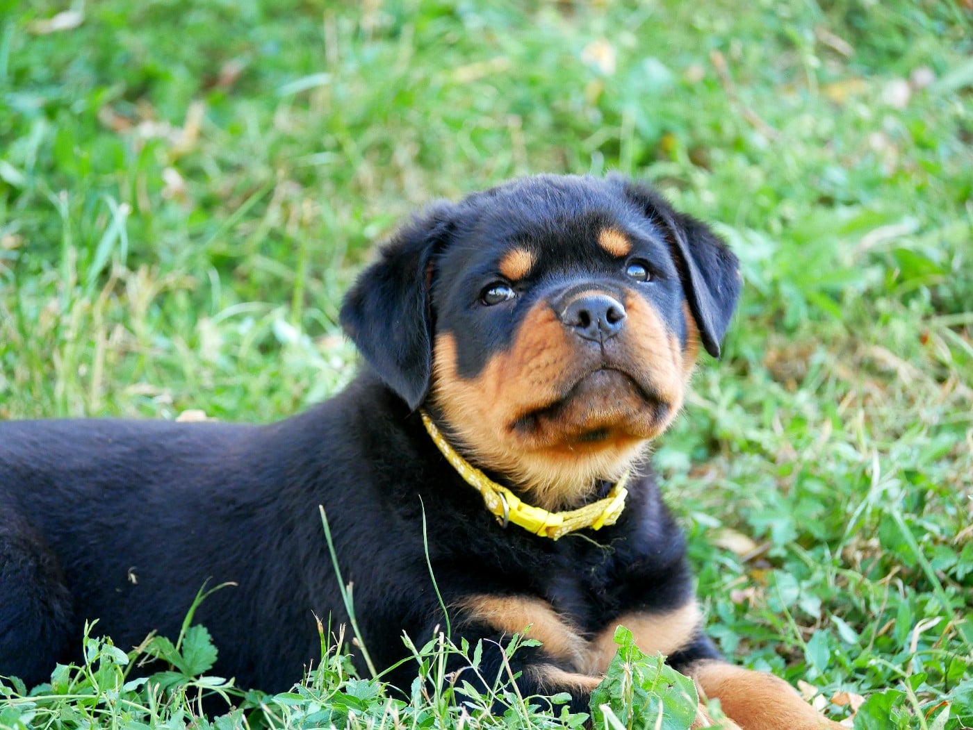 Bosco
