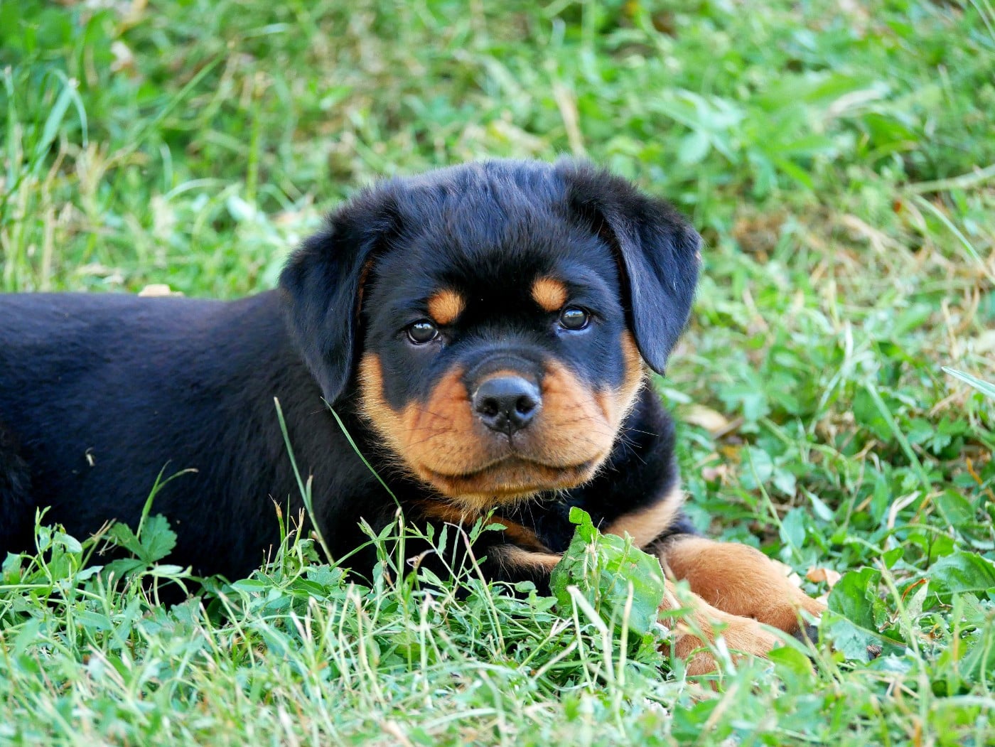 Bosco