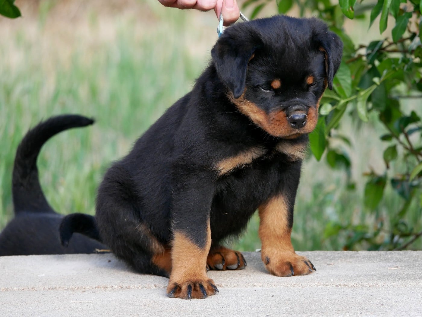 Rottweiler - vom Krieger Schwarzen