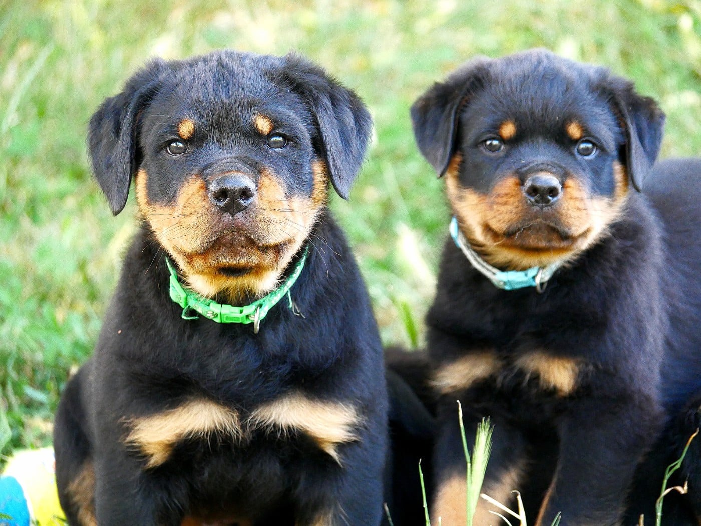 CHIOT 8
