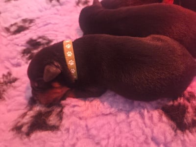 Les chiots de Rottweiler