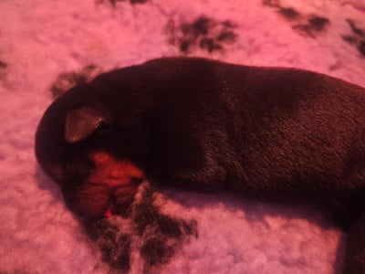 Les chiots de Rottweiler