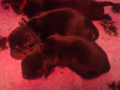 Les chiots de Rottweiler
