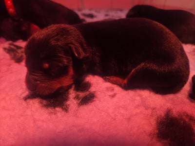 Les chiots de Rottweiler