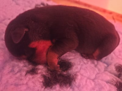 Les chiots de Rottweiler