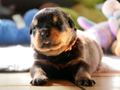 Les chiots de Rottweiler