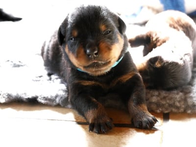 Les chiots de Rottweiler