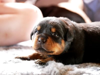 Les chiots de Rottweiler