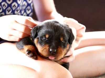 Les chiots de Rottweiler