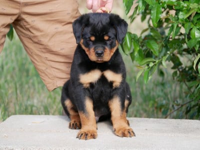 Les chiots de Rottweiler