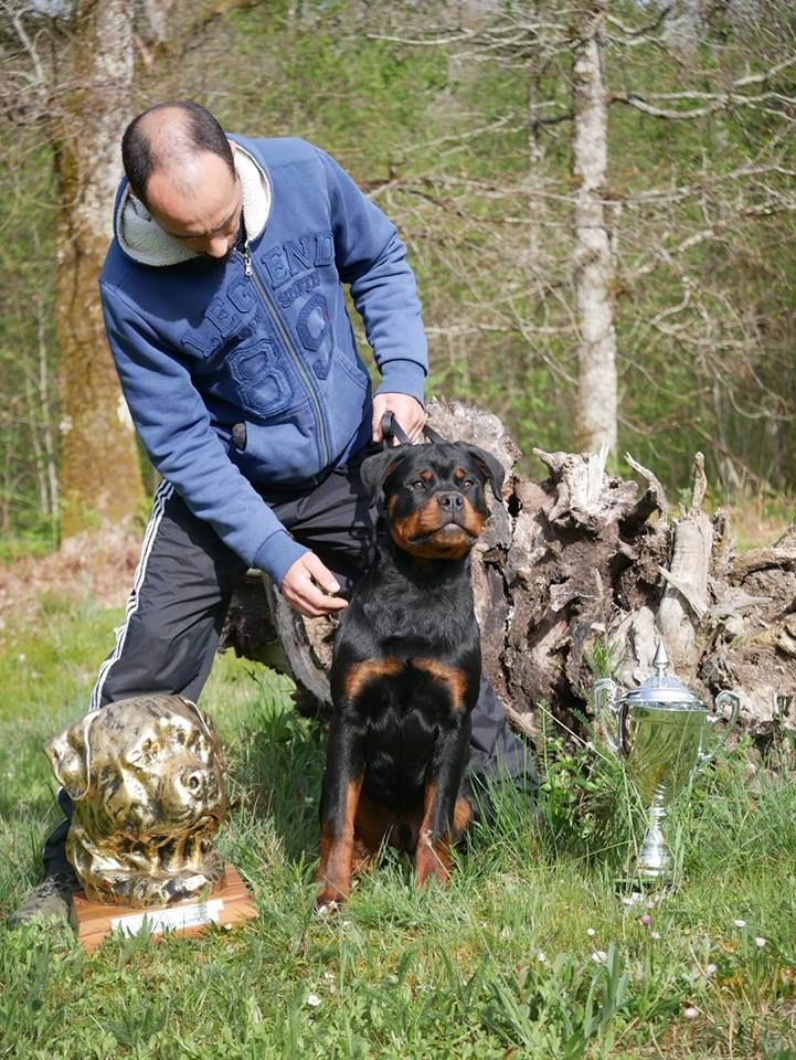 Ox vom Krieger Schwarzen - 1er Très Prometteur Meilleur PUPPY