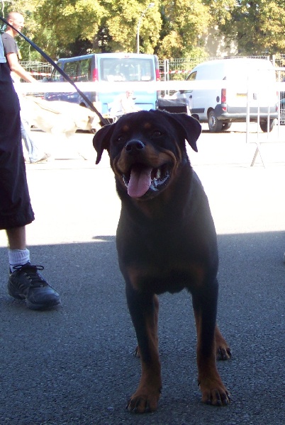 Ch.j. adita Od vadanora - Tres prometteur 1