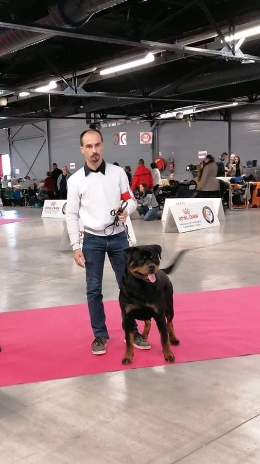 Ox vom Krieger Schwarzen - 1er Excellent Meilleur Jeune