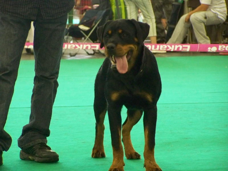 E'mogway vom Krieger Schwarzen - Tres prometteur Meilleur puppy