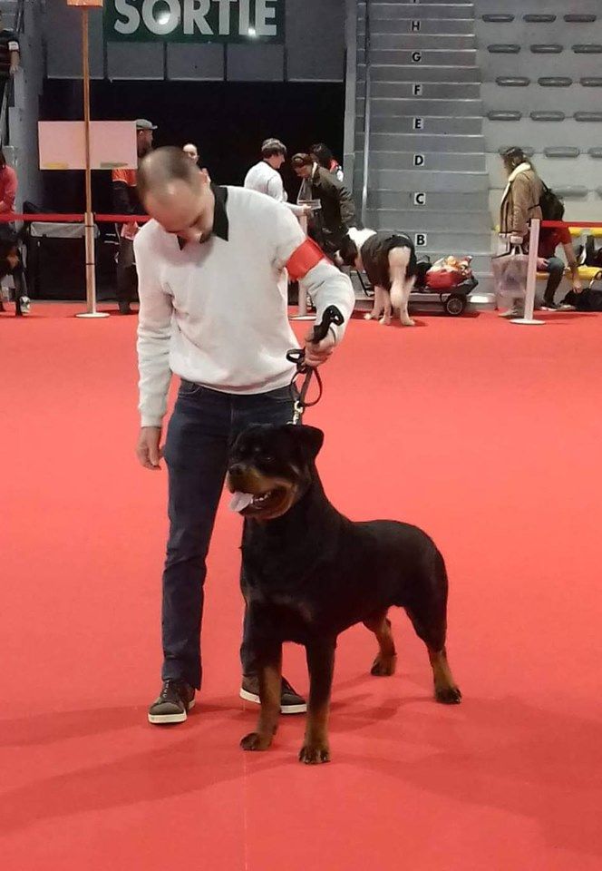 Ox vom Krieger Schwarzen - 1er Excellent Meilleur Jeune et Meilleur de Race