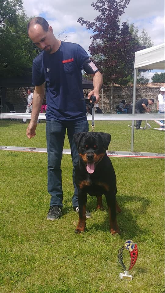 Ox vom Krieger Schwarzen - 1er Très prometteur Meilleur Puppy