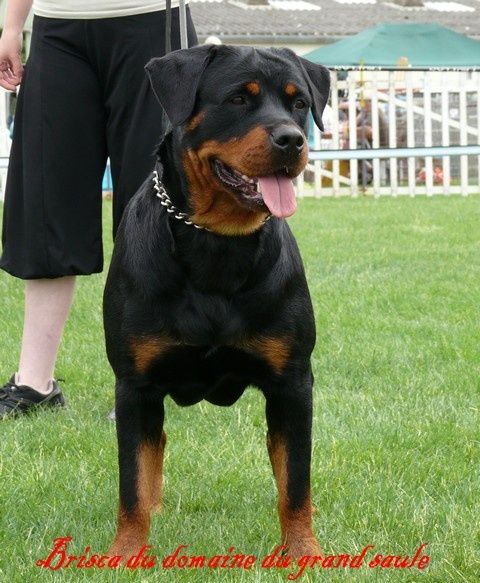 Brisca du domaine du grand saule - 2éme excellent RCACS