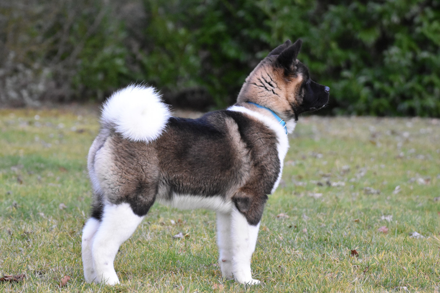Avis de Tempête du Lac Brûlé