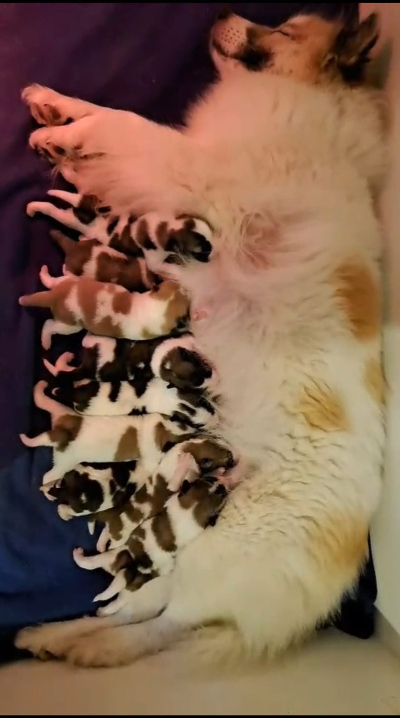 Bangkaew de Thailande - du Lac Brûlé