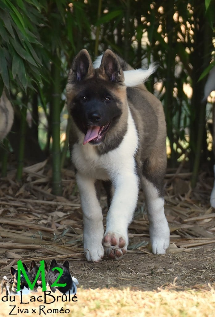 Butch Cassidy (M2)