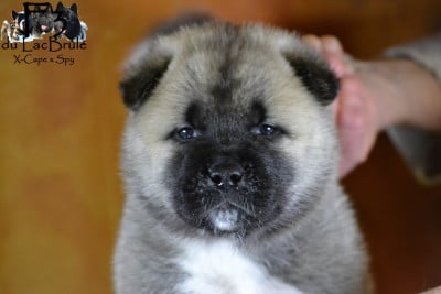 Les chiots de Akita americain