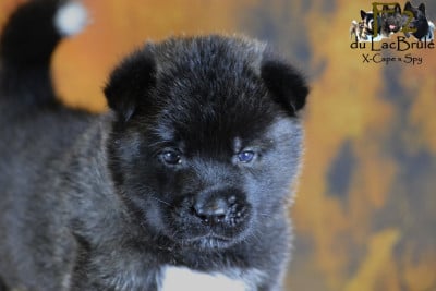 Les chiots de Akita americain