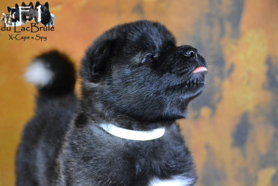 Les chiots de Akita americain