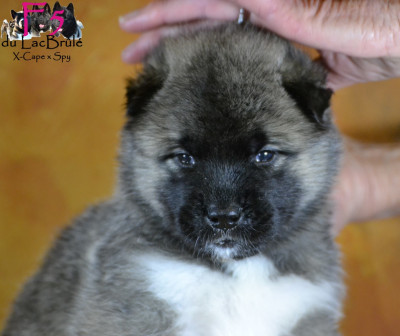 Les chiots de Akita americain
