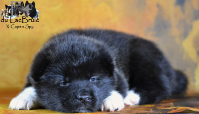 Les chiots de Akita americain