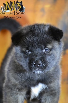 Les chiots de Akita americain