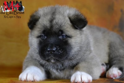Les chiots de Akita americain