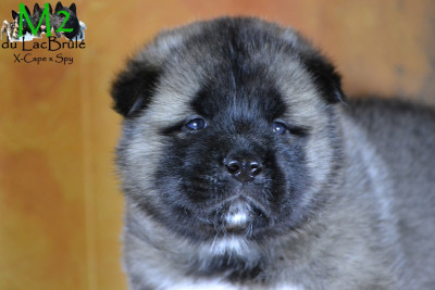 Les chiots de Akita americain