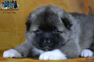 Les chiots de Akita americain