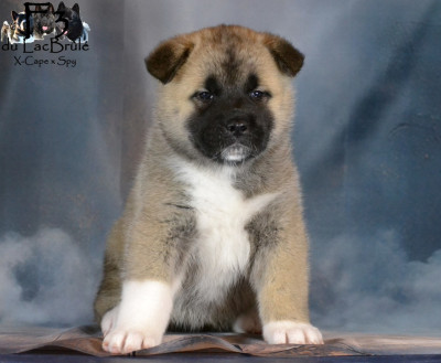 Les chiots de Akita americain