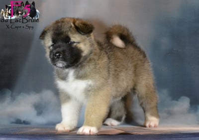 Les chiots de Akita americain