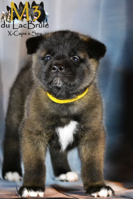 Les chiots de Akita americain