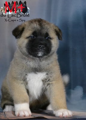 Les chiots de Akita americain